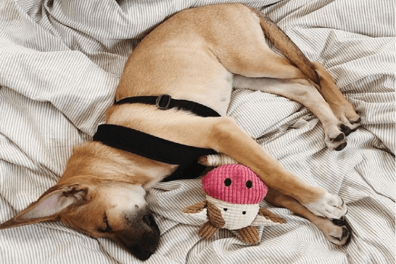 Why Do Dogs Love Squeaky Toys So Much Toozey