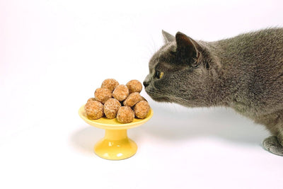 Foods that are Dangerous to Cats