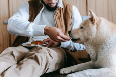 How Much Should You Feed Your Dogs Every Day