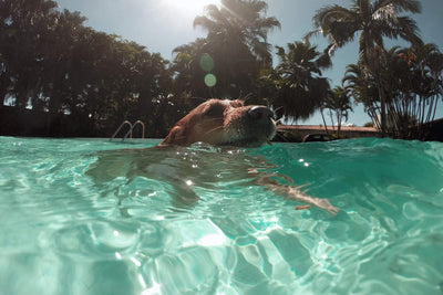 What You Need To Know About Dog Swimming
