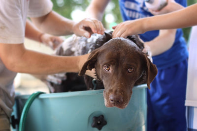 Something You Should Know About Bathing Your Dog