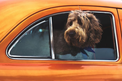 Top 9 Tips For Car Travel With Your Dog