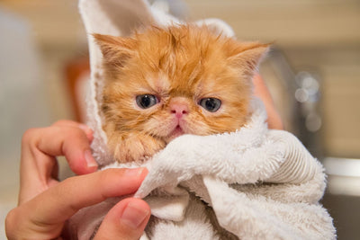 How to Make Your Cat Less-Resistant to Bathing