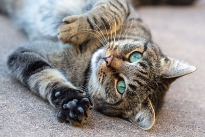 Cat Nail Clipping: A Pet Owner's Guide