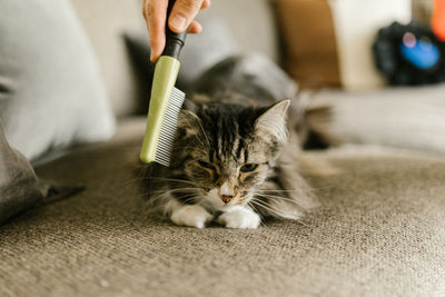 Why do Cats Spit Hairballs?