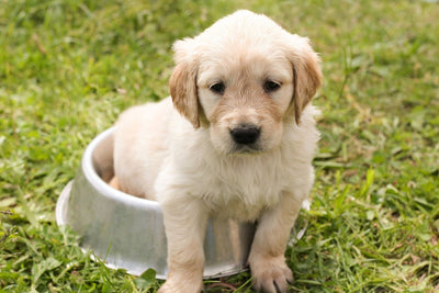 How to Potty Train a Puppy or Dog