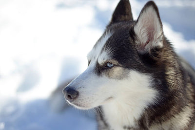 The Greatest Siberian Husky Videos