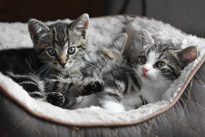 Things You Need To Know About Before Having a Kitten
