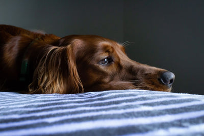 Your Dog Needs Restorative Sleep