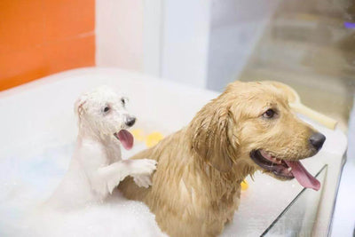 The Ins and Outs of Dog Bathing