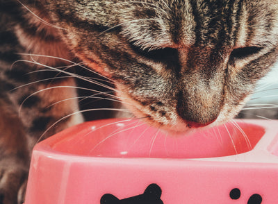 Why Feeding Your Cat with an Automatic Feeder is a Good Idea