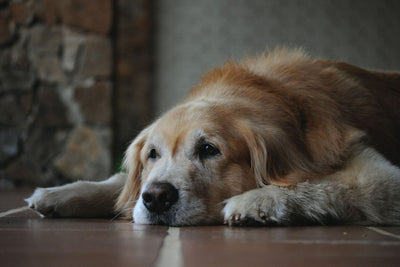 How to Take Care of Senior Dogs?
