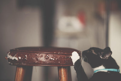 Why Do Cats Like Scratching Your Furniture