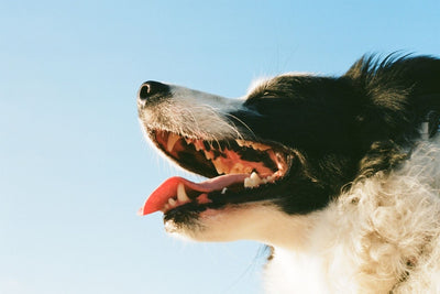 Have You Noticed the Oral Health Problems of Dogs?