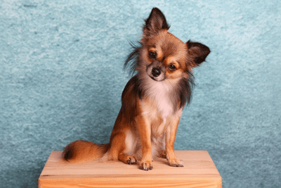 7 Things You Should Know Before Fostering a Chihuahua
