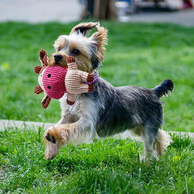 Toozey-DogToys-CowSet-07