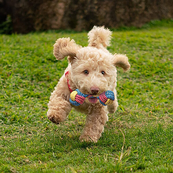 Toozey-DogToys-CowSet-08